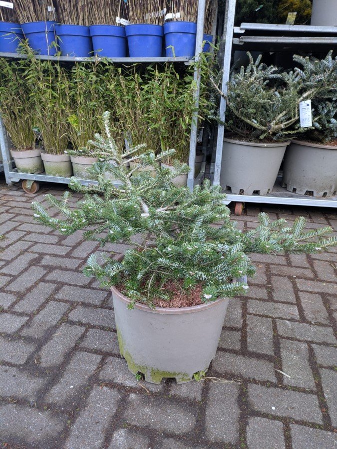 Spygliuotis, kėnis korėjinis "Silberlocke", aukštis 50-60 cm., vazonas 25 l.