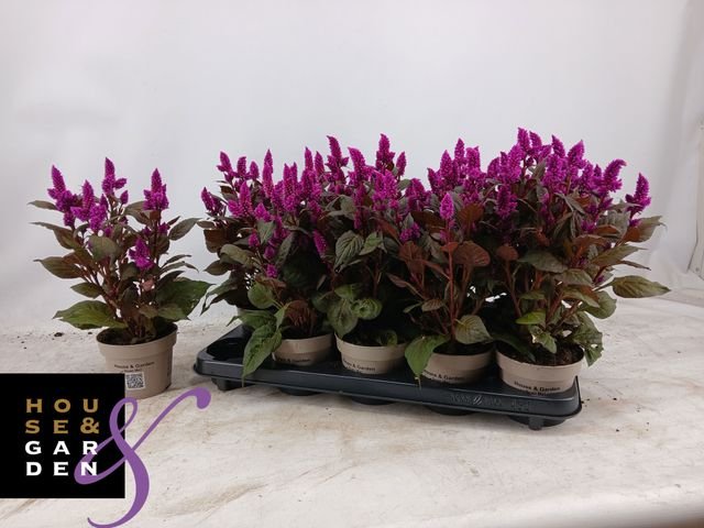 Vienmetė gėlė, celiozija "Merida Rosa", vazonėlio skersmuo 12 cm.