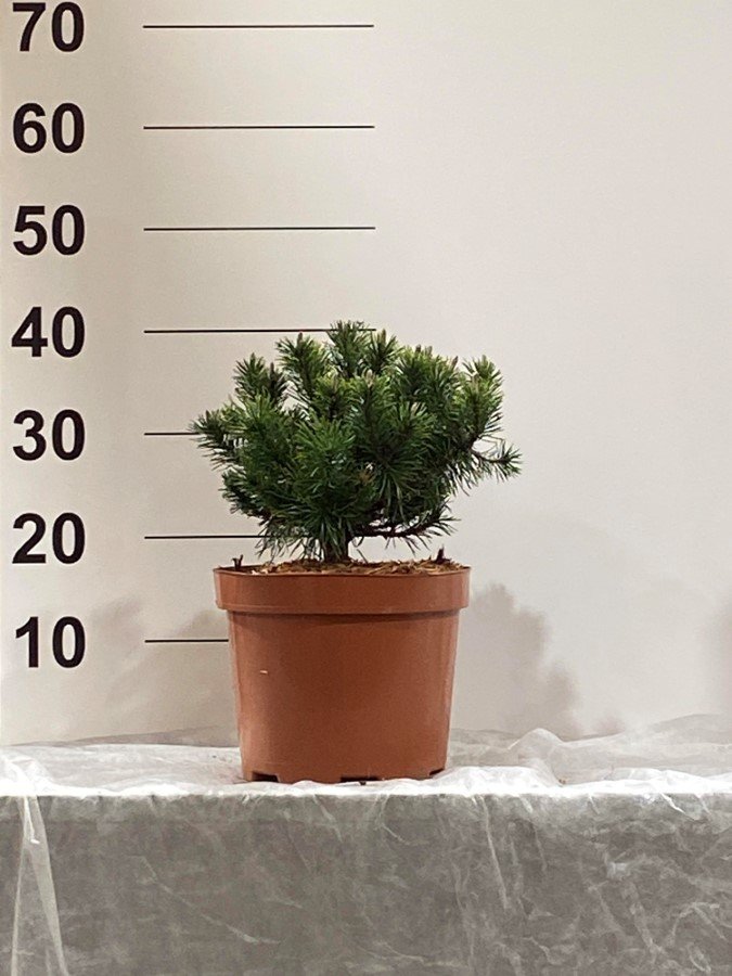 Spygliuotis, pušis "Humpy", vazonėlio skersmuo 23 cm.