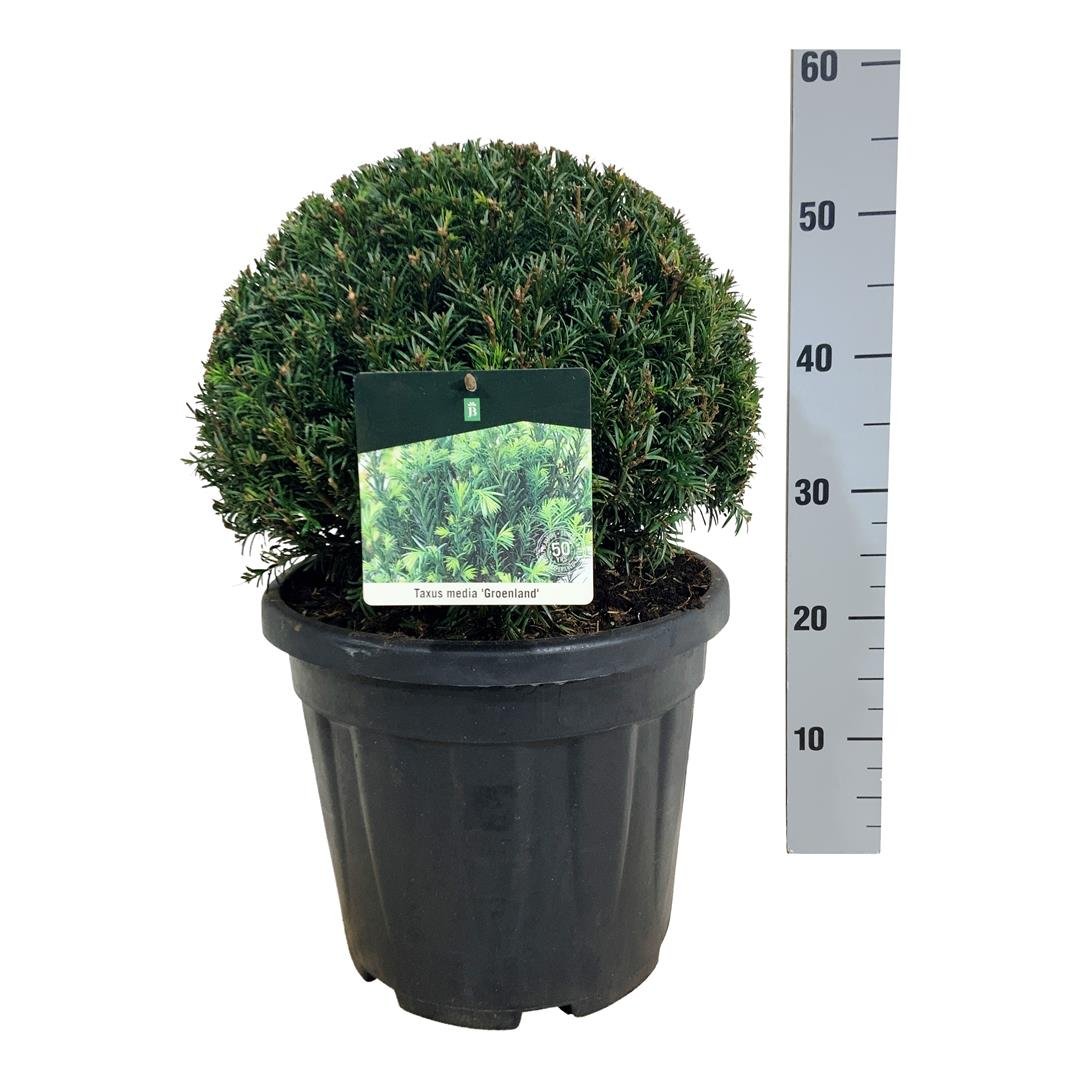 Spygliuotis, kukmedis tarpinis "Groenland", aukštis 30-35 cm., vazonas 10 l.