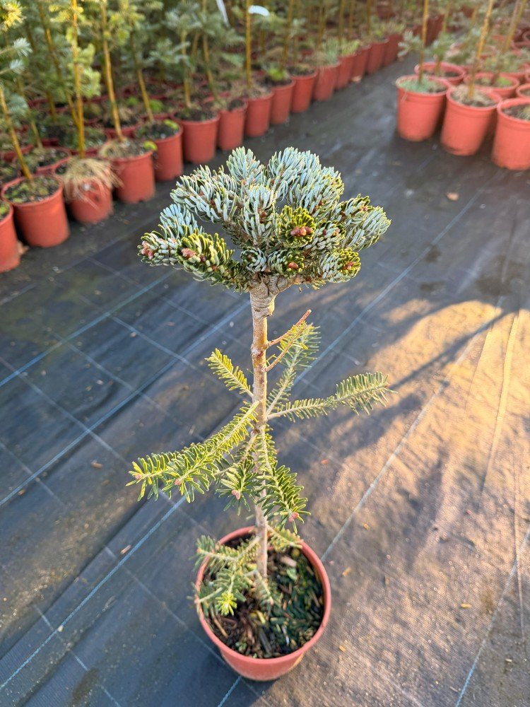Spygliuotis, kėnis korėjinis "Kohout's Icebreaker", ant stiebo, vazonėlio skersmuo 19 cm.