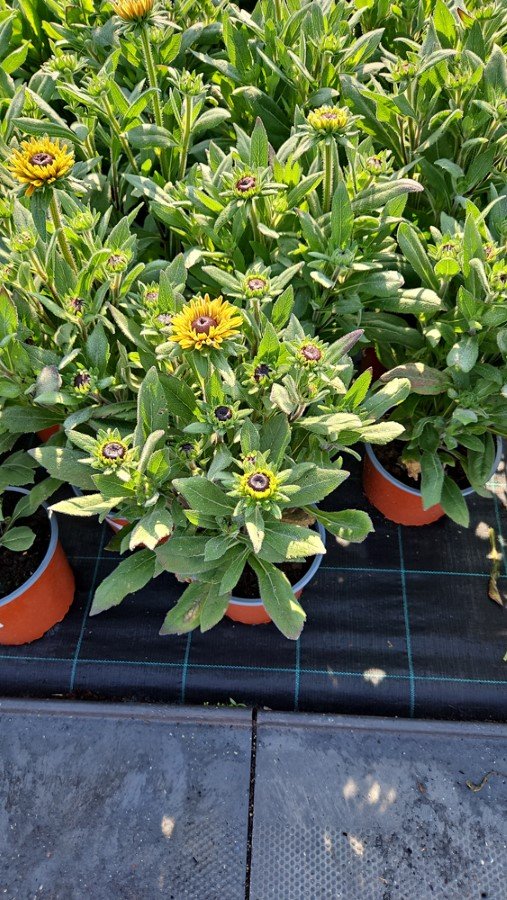 Daugiametė gėlė, rudbekija, vazonas 3 l.