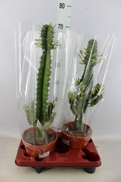 Kambarinis augalas, karpažolė "Ingens", vazonėlio skersmuo 19 cm.