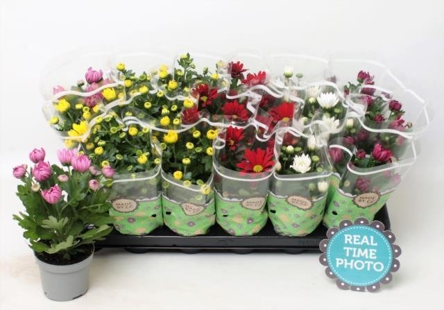 Vienmetė gėlė, chrizantema, vazonėlio skersmuo 9 cm.