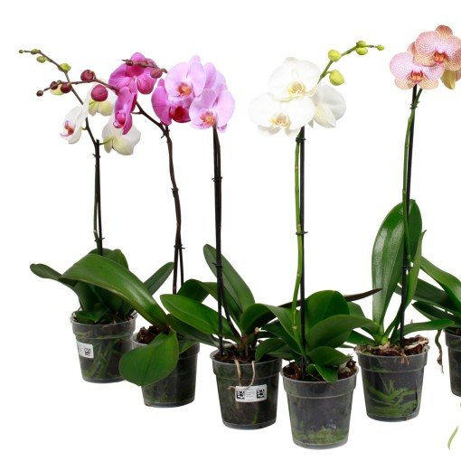 Kambarinis augalas, orchidėja (Phalaenopsis), 1 šakos, vazonėlio skersmuo 9 cm.