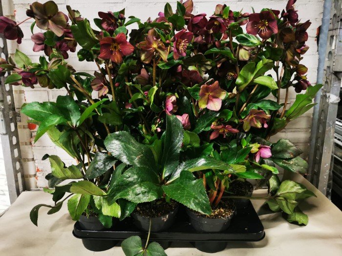 Daugiametė gėlė, eleboras (Helleborus) "Ice red", vazonėlio skersmuo 15 cm.