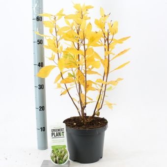 Dekoratyvinis krūmas, alksnotis tikrasis, vazonėlio skersmuo 19 cm.