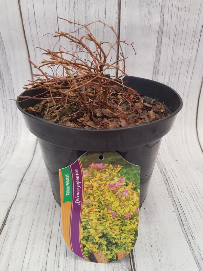 Dekoratyvinis krūmas, lanksva japoninė "Golden Princess", vazonėlio skersmuo 9 cm.