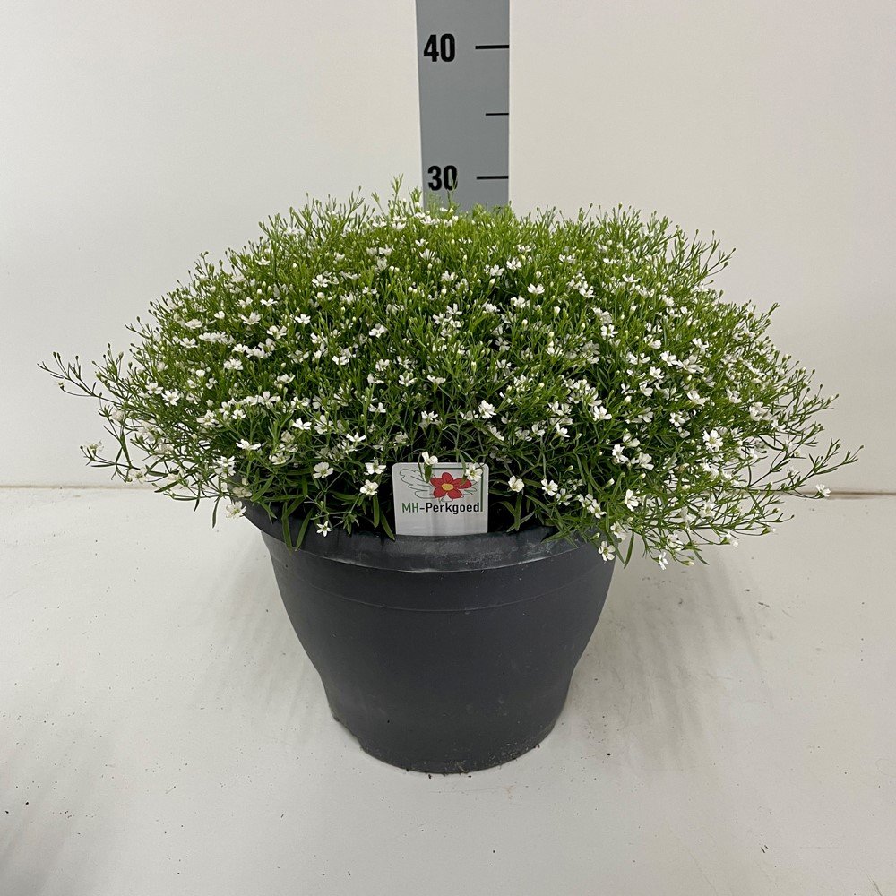 Daugiametė gėlė, guboja "Summer Snow", vazonėlio skersmuo 26 cm.