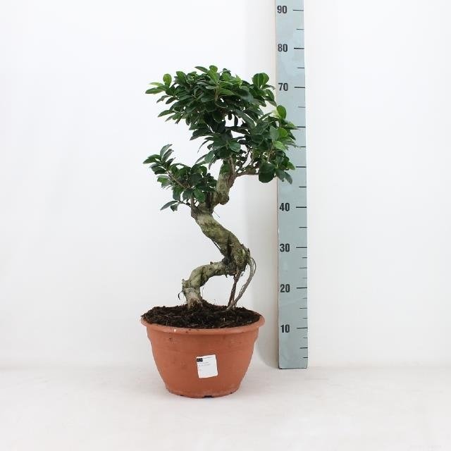 Kambarinis augalas, fikusas (Bonsai), vazonėlio skersmuo 27 cm.