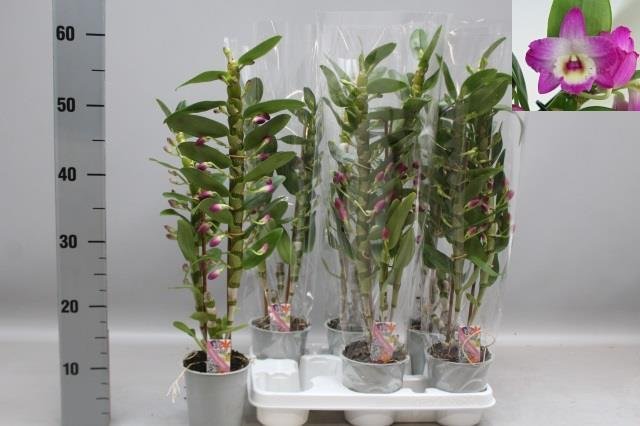 Kambarinis augalas, orchidėja "Dendrobium Nobile", 2 šakos, vazonėlio skersmuo 12 cm.