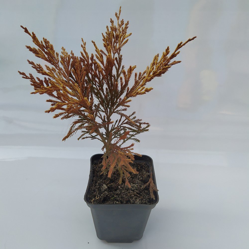 Spygliuotis, kadagys "Limeglow", vazonėlio skersmuo 9 cm.