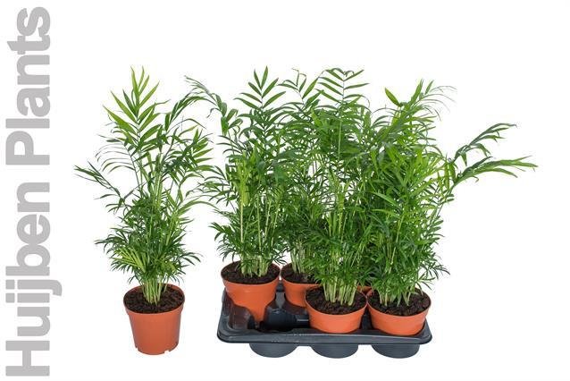 Kambarinis augalas, grakščioji chamedorėja, vazonėlio skersmuo 17 cm.