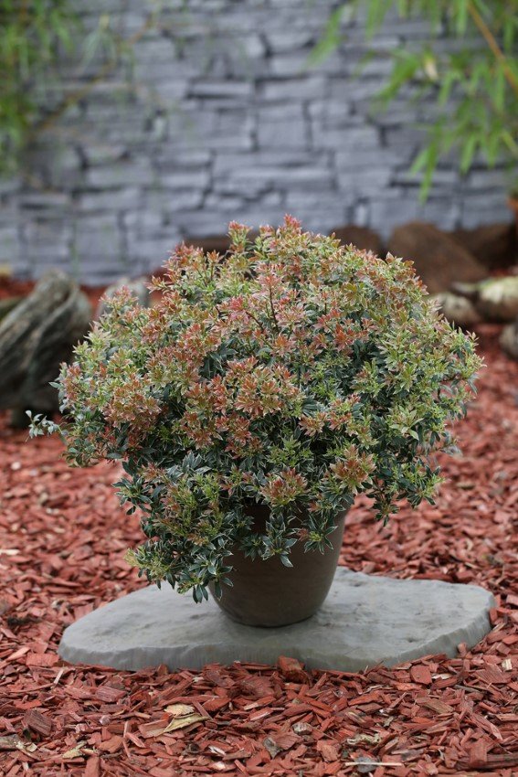 Dekoratyvinis krūmas, japoninis pieris "Little Health", vazonas 2 l.