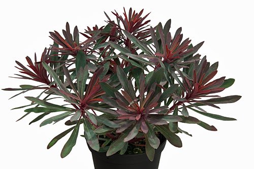 Daugiametė gėlė, karpažolė "Miners Merlot", vazonėlio skersmuo 14 cm.