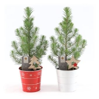 Spygliuotis, pušis "Silver crest", metaliniame vazonėlyje, skersmuo 14 cm.