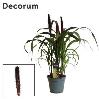 Žolinis augalas, soruolė "Purple Baron", vazono skersmuo 17 cm.