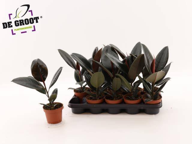 Kambarinis augalas, fikusas "Abidjan", vazonėlio skersmuo 12 cm.