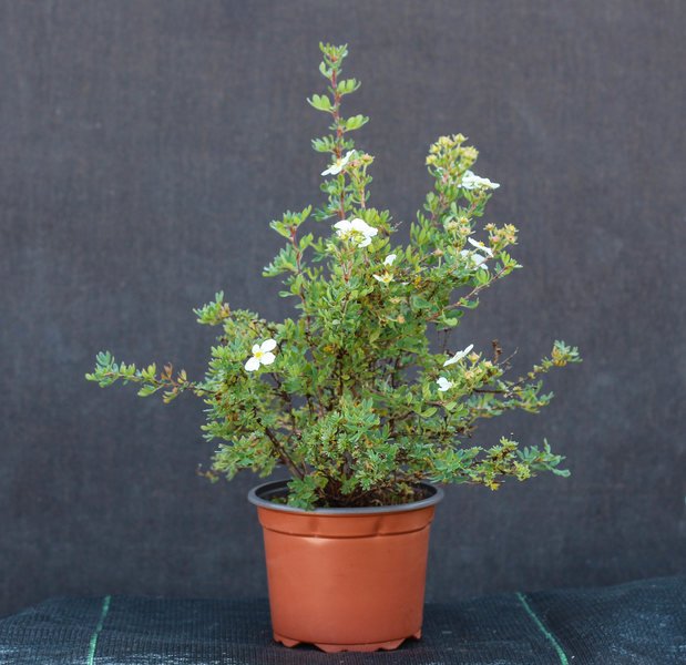 Dekoratyvinis krūmas, sidabražolė krūminė "Abbotswood", baltos sp., vazonėlio talpa 2 l.