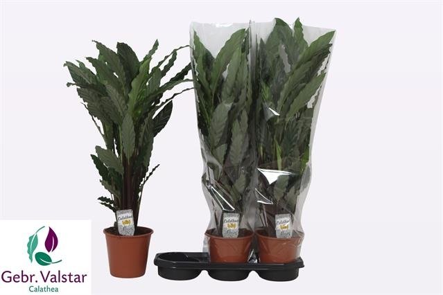 Kambarinis augalas, kalatėja "Ruf Tropistar", vazonėlio skersmuo 19 cm.