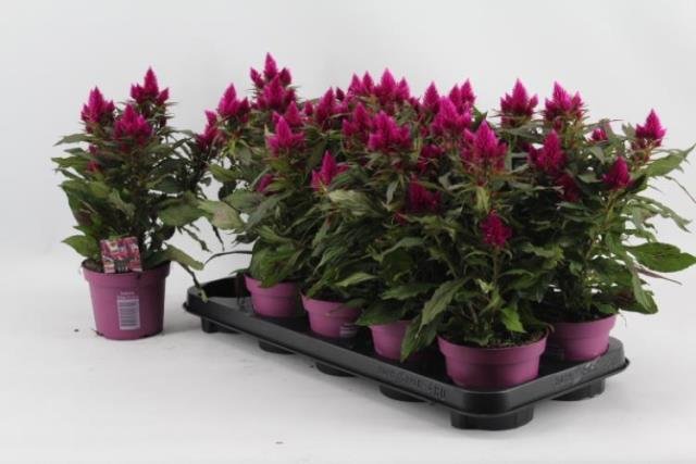 Vienmetė gėlė, celiozija "Deep Purple", vazonėlio skersmuo 12 cm.