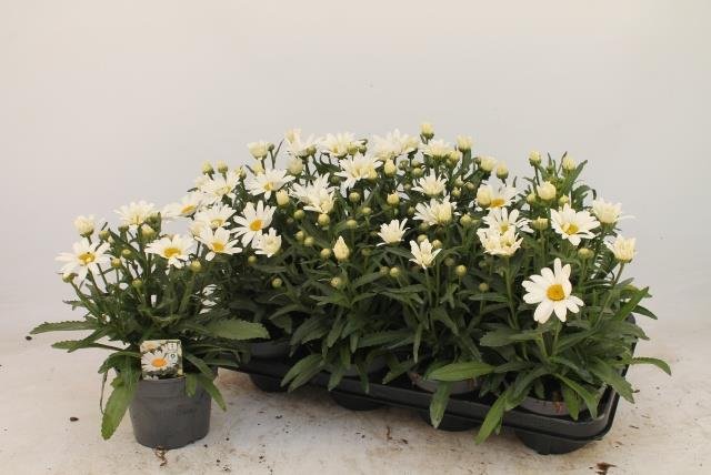 Daugiametė gėlė, baltagalvė, vazonėlio skersmuo 13 cm.