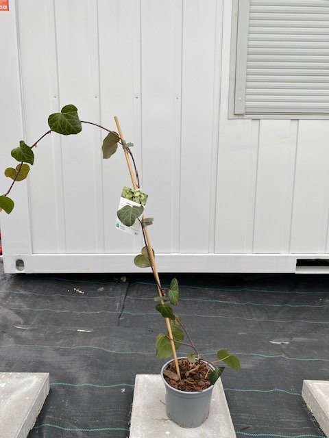 Vijoklinis augalas, gebenė "Colchica", vazonėlio skersmuo 17 cm.