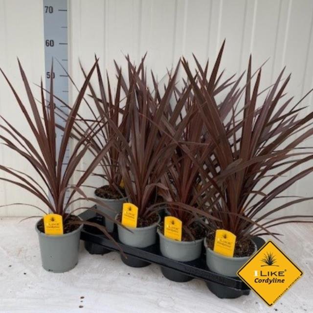 Žolinis augalas, kordilina "Red star", vazonėlio skersmuo 13 cm.