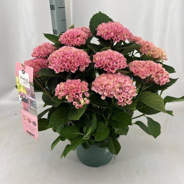 Dekoratyvinis krūmas, hortenzija "Revoluto", vazonėlio skersmuo 23 cm.