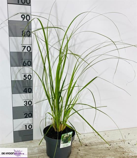 Žolinis augalas, kortaderija "Selloana", vazonėlio skersmuo 22 cm.