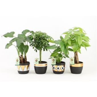 Kambarinis augalas, lapiniai augalai (įvairūs), keraminiame vazonėlyje, vazonėlio skersmuo 12 cm.