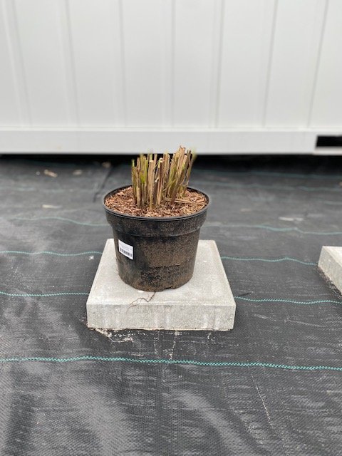 Žolinis augalas, miskantas "Punktchen", vazonėlio skersmuo 23 cm.