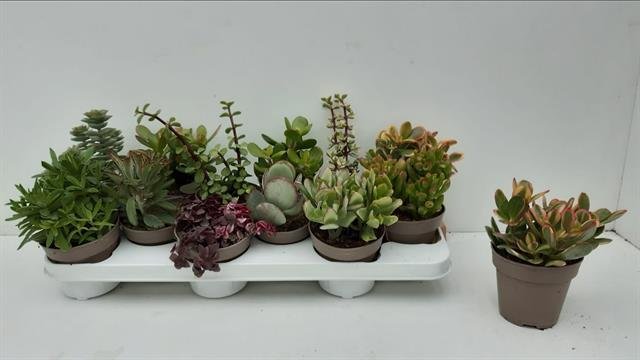 Kambarinis augalas, sukulentai, įvairūs, vazonėlio skersmuo 10 cm.