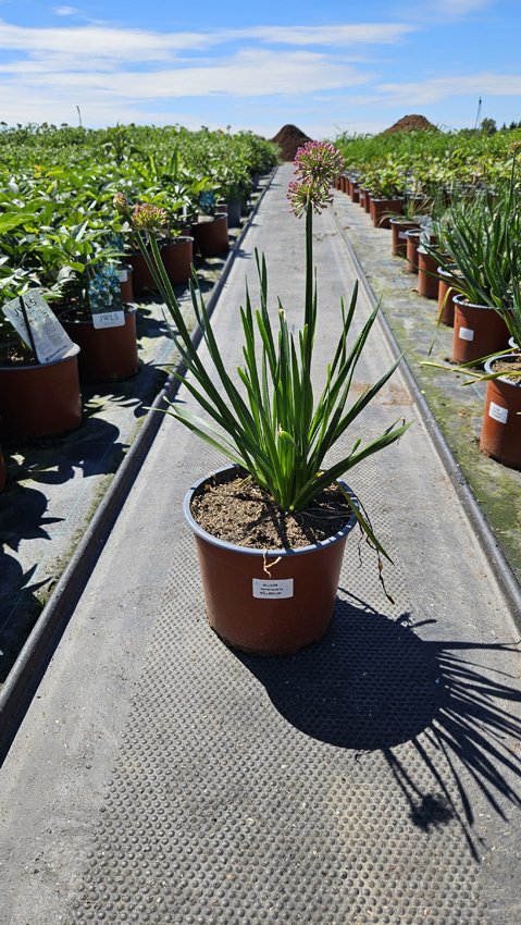 Daugiametė gėlė, dekoratyvinis česnakas, vazonėlio skersmuo 19 cm.