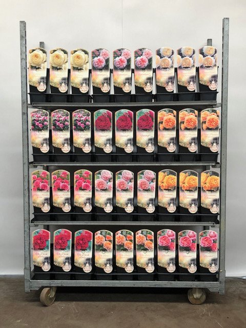 Daugiametė gėlė, rožė (David Austin), įvairios, vazonėlio skersmuo 19 cm.