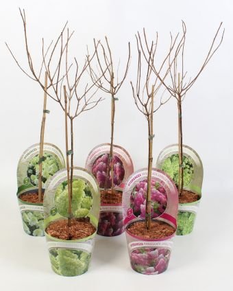 Dekoratyvinis krūmas, hortenzija šluotelinė, įvairios, ant stiebo, vazonėlio skersmuo 17 cm.