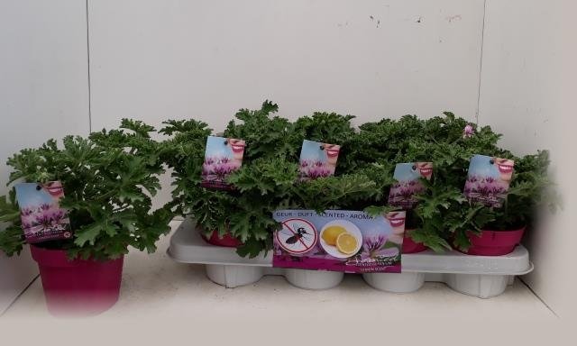 Vienmetė gėlė, pelargonija kvapioji, vazonėlio skersmuo 14 cm.