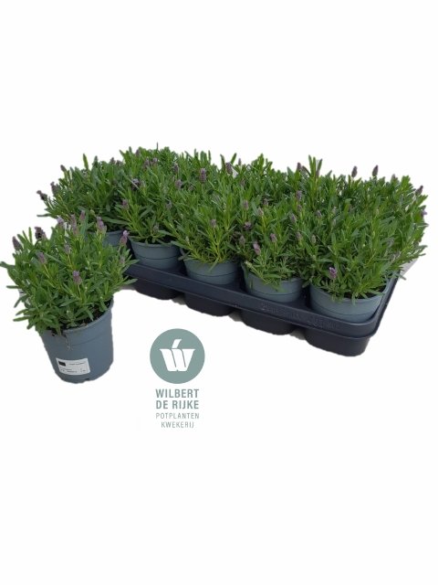 Daugiametė gėlė, levanda "Lovend Purp", vazonėlio skersmuo 12 cm.