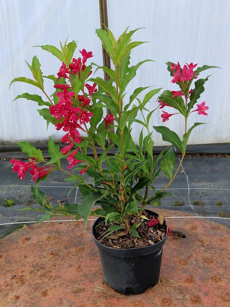 Dekoratyvinis krūmas, veigelė, vazonas 2,5 l.