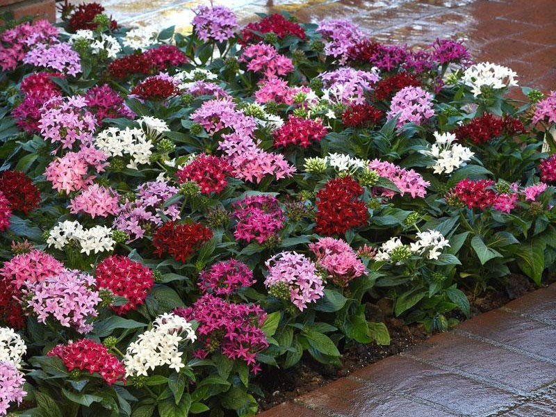 Vienmetė gėlė, pentas (Egipto žvaigždė), vazonėlio skersmuo 10 cm.