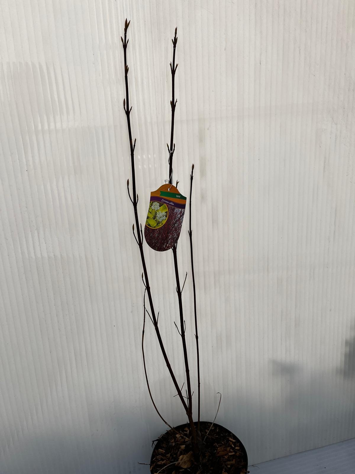 Dekoratyvinis krūmas, sedula baltoji, vazonas 3 l.