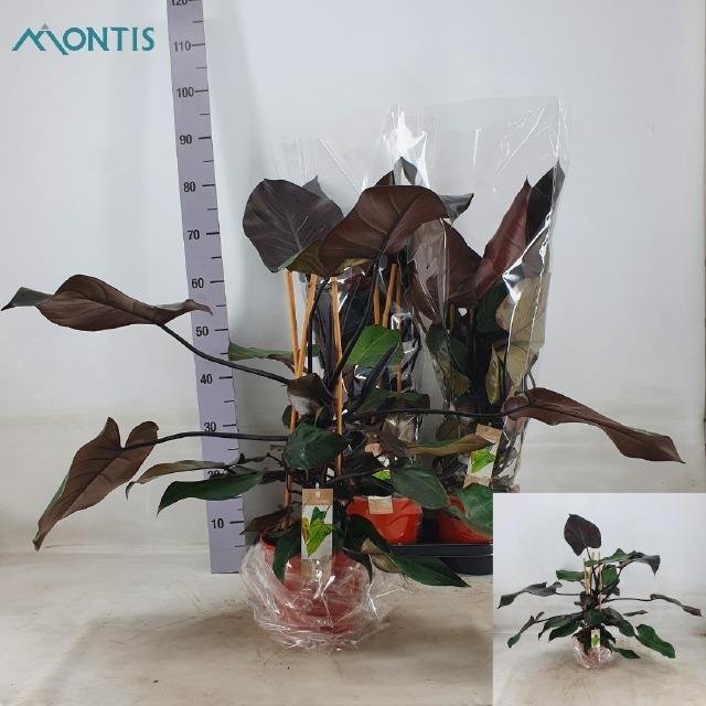 Kambarinis augalas, filodendras "Ruby", vazonėlio skersmuo 19 cm.