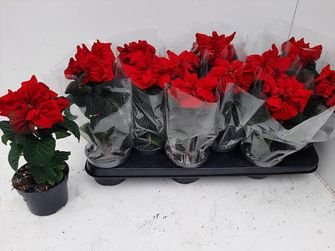 Kambarinis augalas, puansetija, garbanota, vazonėlio skersmuo 10 cm.