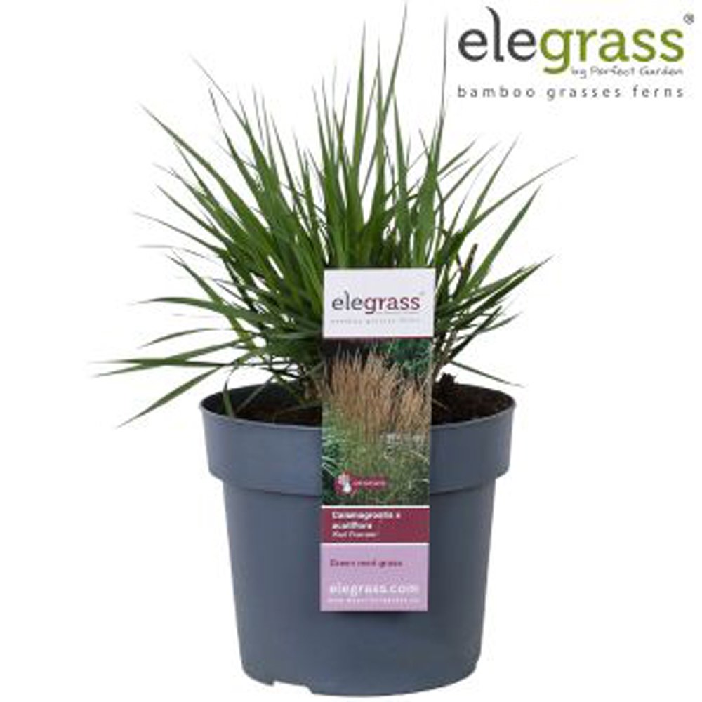 Žolinis augalas, lendrūnas "Karl Foerster", vazonėlio skersmuo 19 cm.