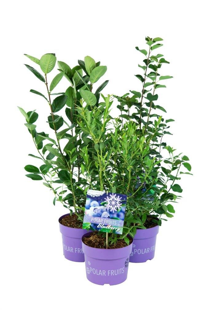 Vaiskrūmis, šilauogė "Polar fruits", vazonas 5 l.