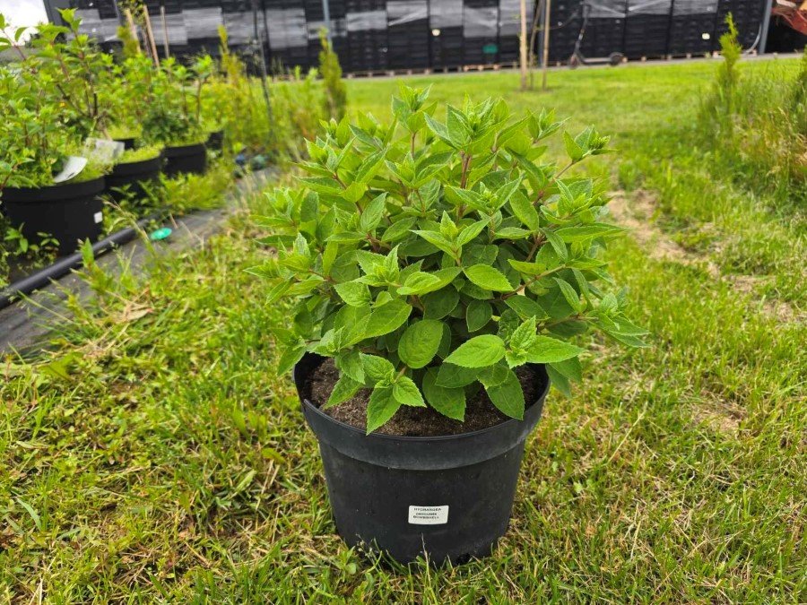 Dekoratyvinis krūmas, šluotelinė hortenzija, įvairių rūšių, vazonėlis 10 l