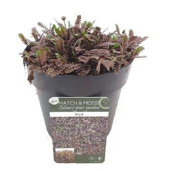Alpinariumo augalas, kiliminis "Family black", vazonėlio skersmuo 13 cm.