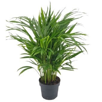 Kambarinis augalas, dipsis, vazono skersmuo 17 cm.