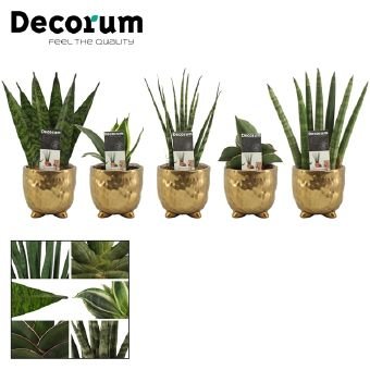 Kambarinis augalas, sansevjera (įvairūs), metaliniame vazonėlyje, vazonėlio skersmuo 6 cm.