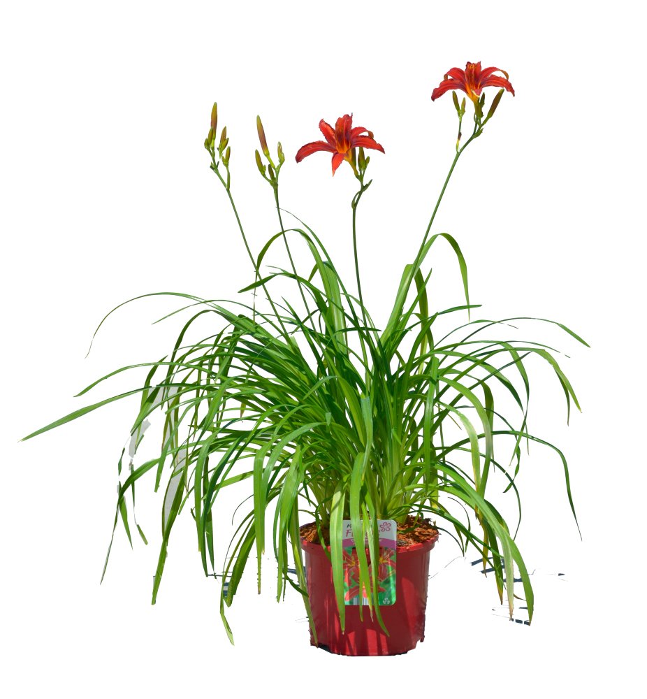 Daugiametė gėlė, viendienė "Daylili", vazonas 5 l.